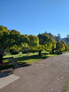 Park